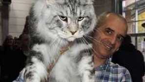 Největší plemeno koček: maine coon nebo asher?